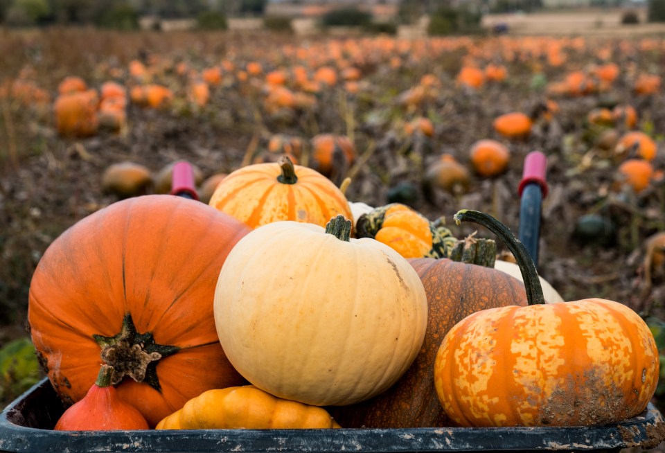 Picking a pumpkin is a tradition many families look forward to each year