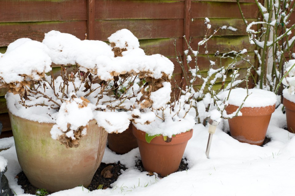 O’Neill said it's time to stop watering potted plants (stock image)