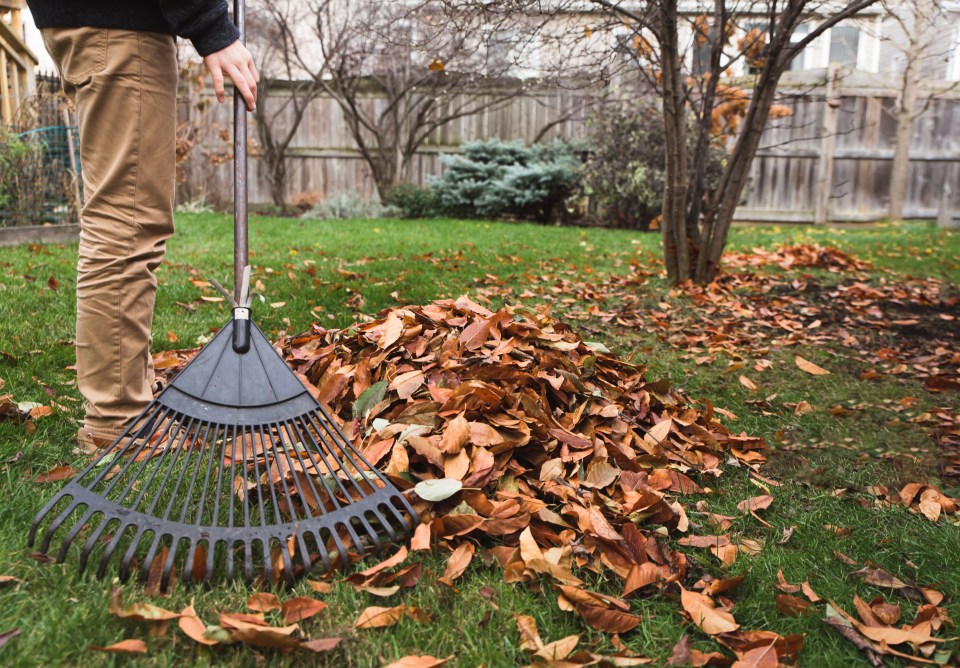 Rake up your leaves regularly, or use a leaf blower