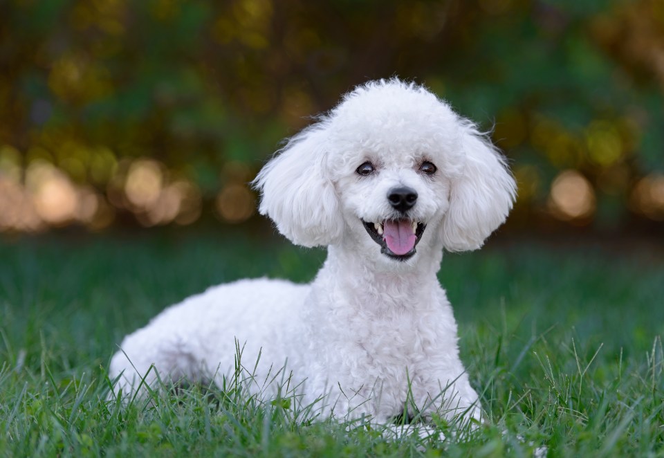 She was put off by the "high maintenance" nature of Poodles