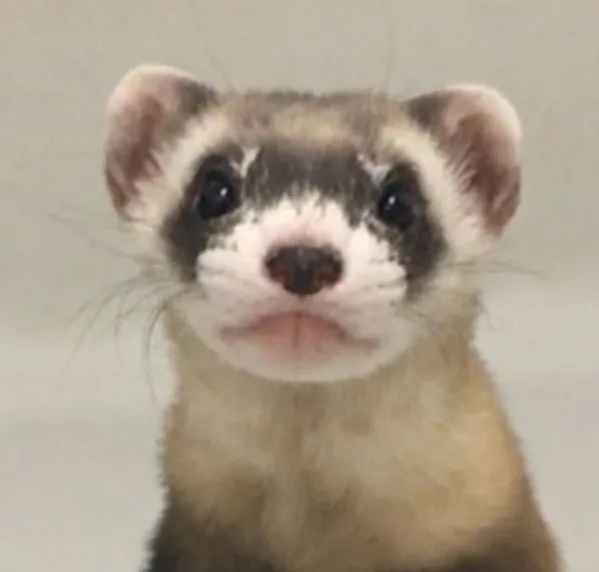 Ferrets can be smelly and have nasty bites