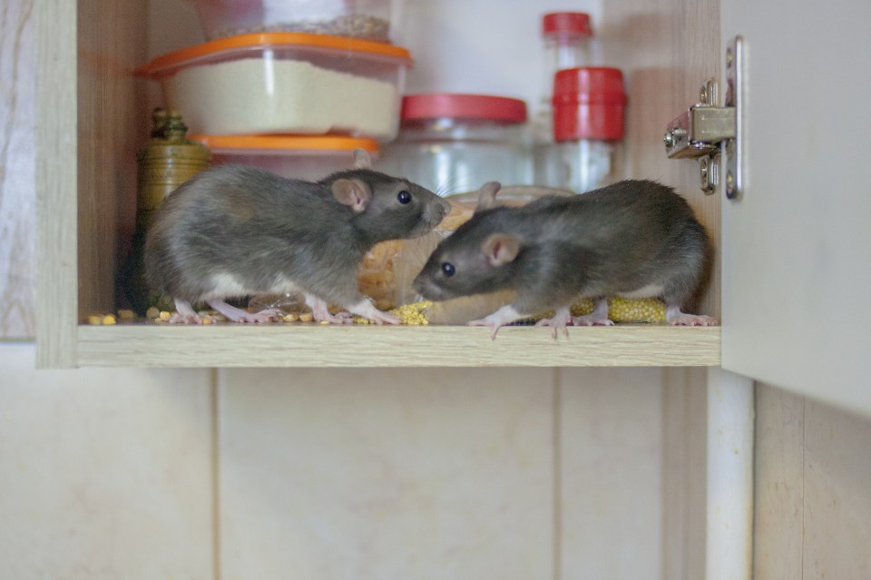 Rats can rapidly reproduce, and in large numbers