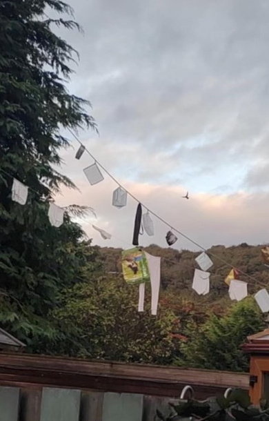 a bunch of clothes are hanging on a line with trees in the background .