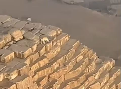 The sand-coloured pooch seamlessly blends in with the brickwork