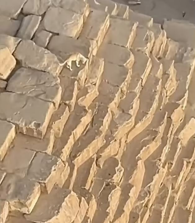 The dog appeared to look down the side of the pyramid as it roamed around the top