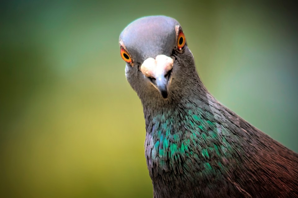 A pest control pro has shared his top advice for keeping you garden pigeon free this winter