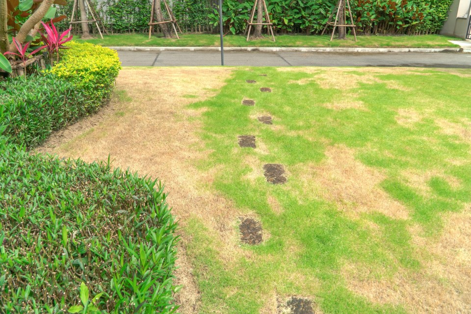 If your lawn is covered in brown patches, fear not, we've got you covered