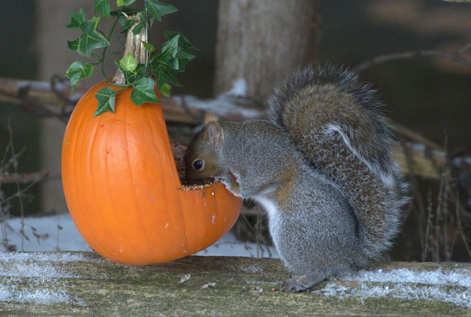 Squirrel eats  bird seed from pumpkin in Halloween display