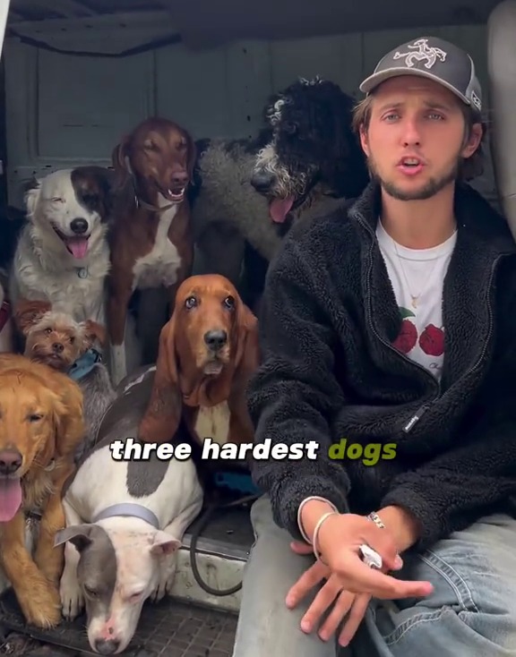 a man sits in the back of a van surrounded by dogs with the caption top 3 hardest dogs we 've had to train