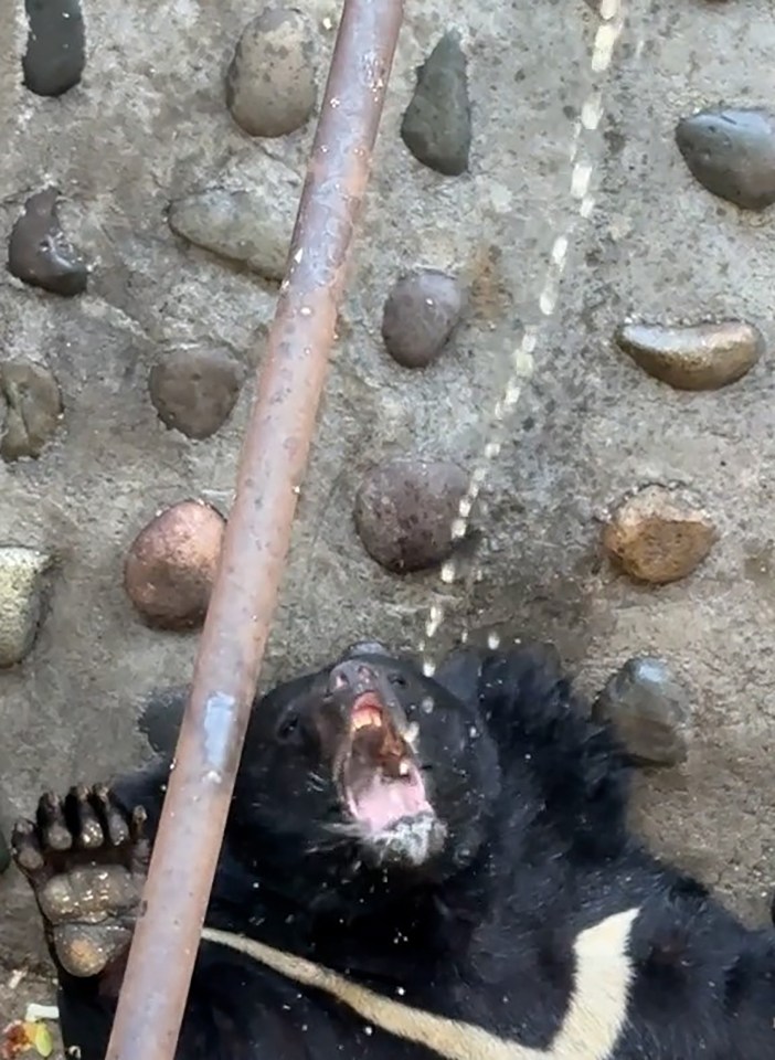 The sun bear lazily drinks from a pipe while lying on its back