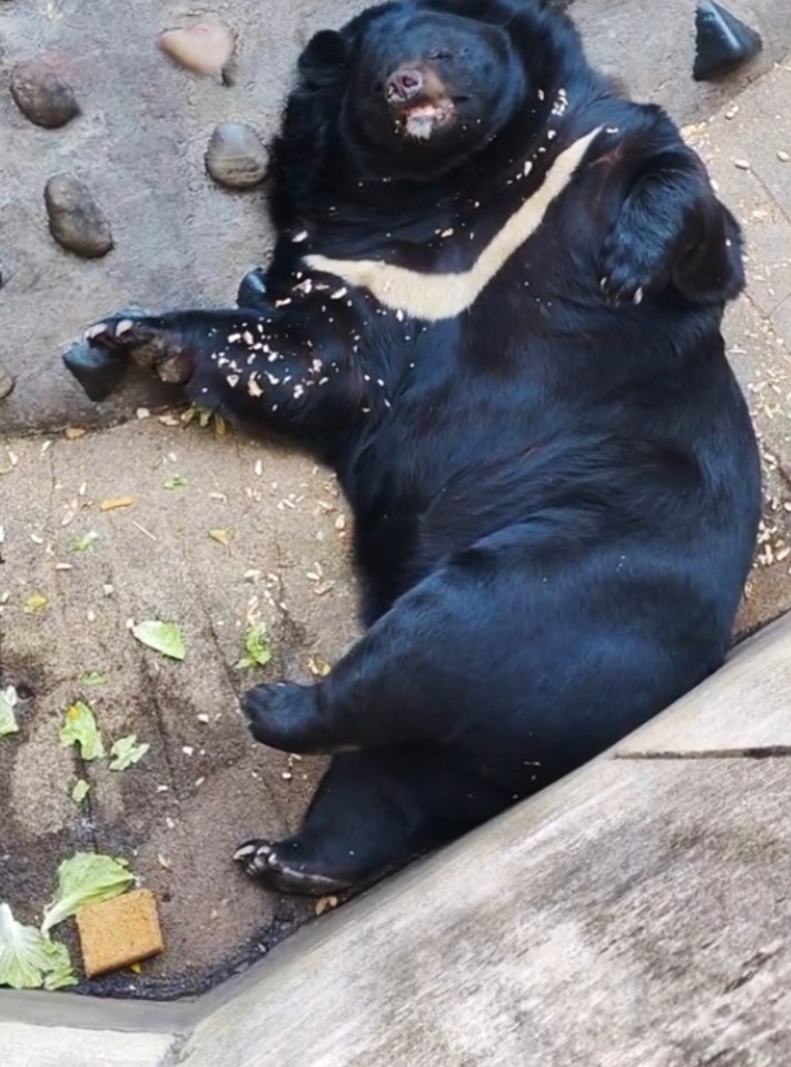 The zoo's fat bear was seen by visitors in a food coma with crumbs on its chest