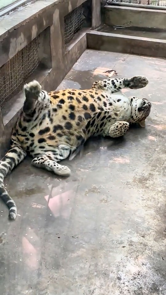 The big leopard rolls around on its back in its small enclosure