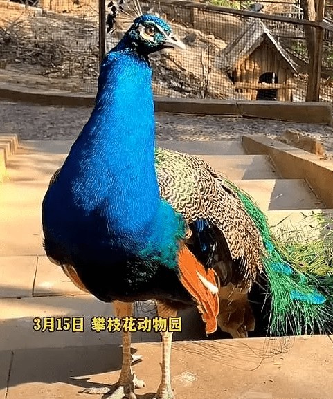 A peacock at the zoo is as big as a 'turkey'