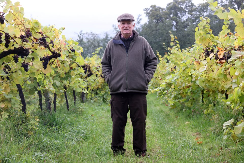 a man standing in a vineyard with his hands in his pockets