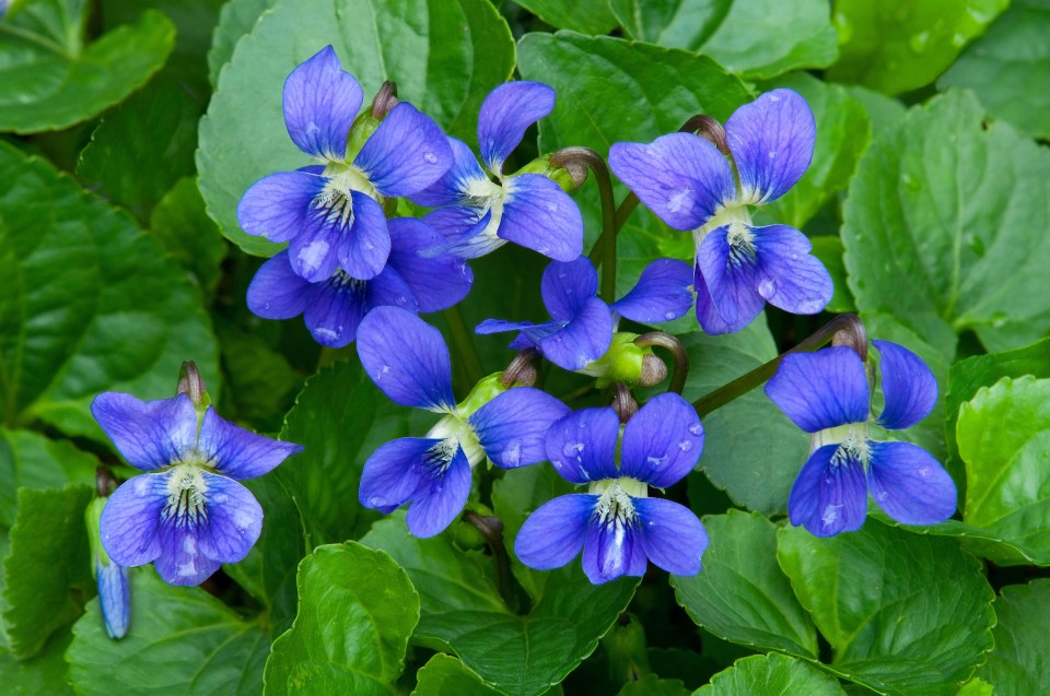 Violas can add a nice touch of colour