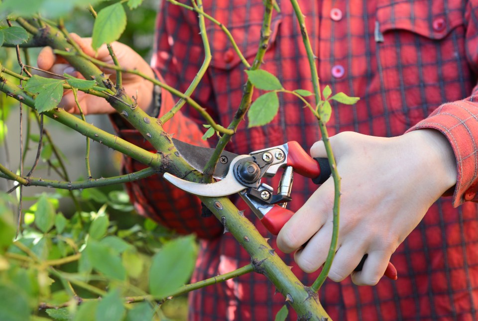 a person cutting a tree branch with a pair of scissors