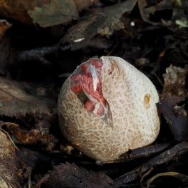 The devil's finger fungus starts life as a 'witch's egg'