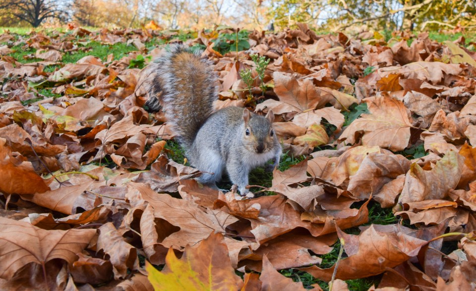 It is illegal to relocate grey squirrels or keep them in captivity, without a license (stock image)