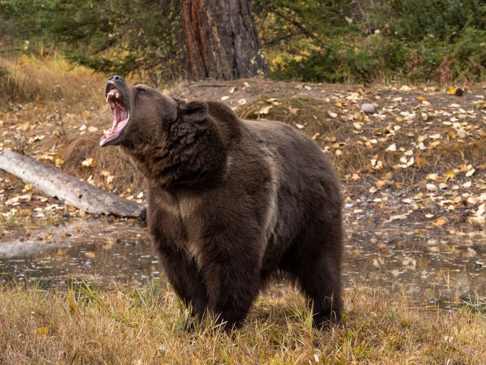 In March of this year a woman was left dead and five others injured after two separate bear attacks (stock image)