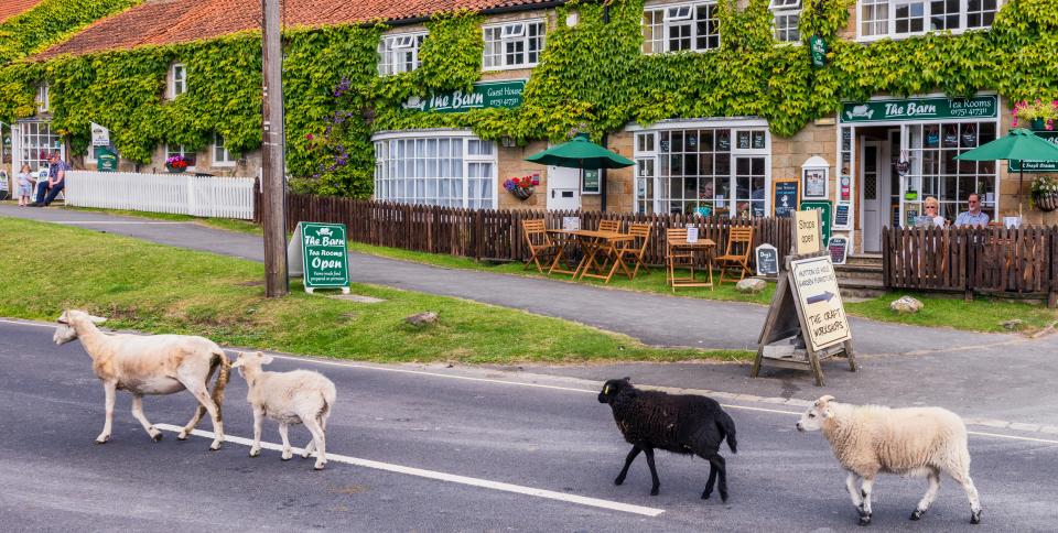 three sheep are crossing the road in front of the old barn