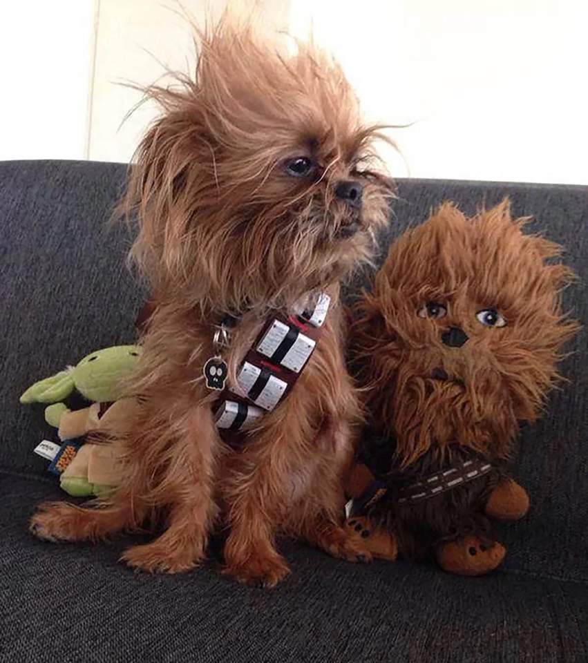 Star Paws... as Chewbacca