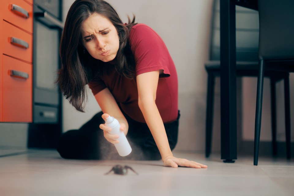 Experts have revealed the areas of your home you need to pest proof