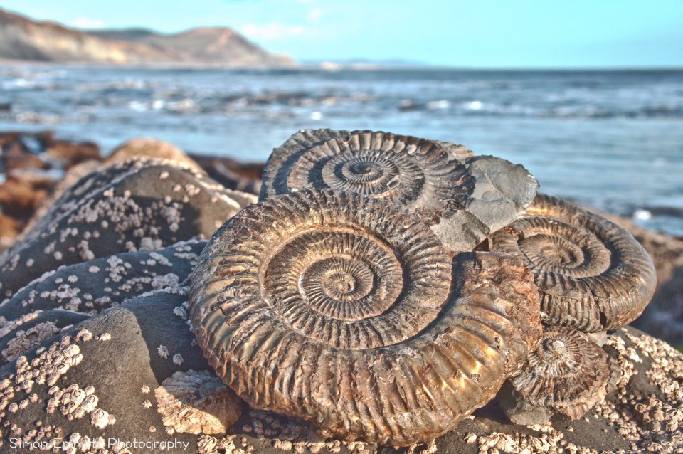 Holidaymakers will often find fossils on beaches that line the Jurassic Coast