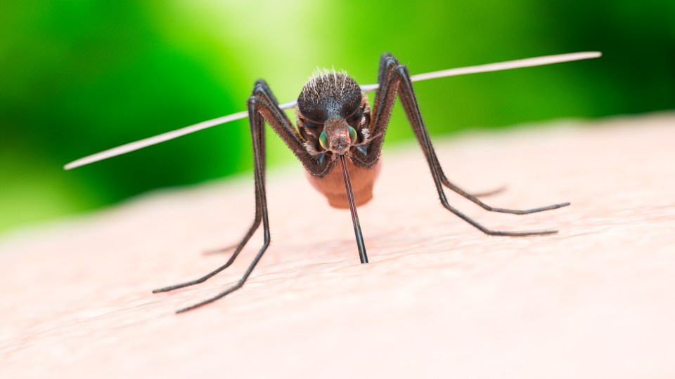 a close up of a mosquito on a person 's arm