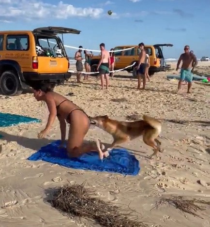 a woman in a bikini is playing volleyball with a dog on the beach .