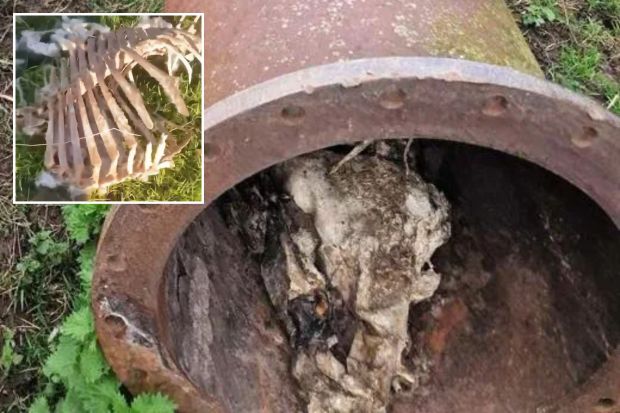 A big cat lair has been found in a pipe in Cheshire