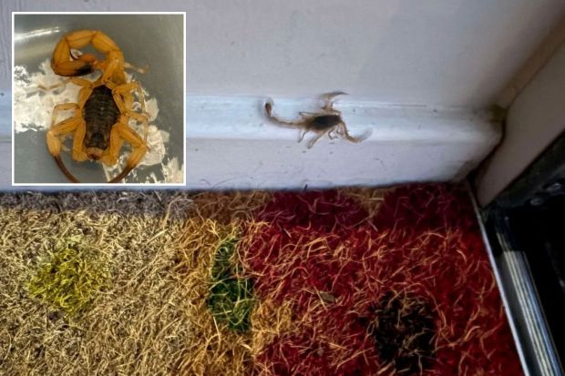 A deadly Brazilian scorpion found in a home in Wokingham