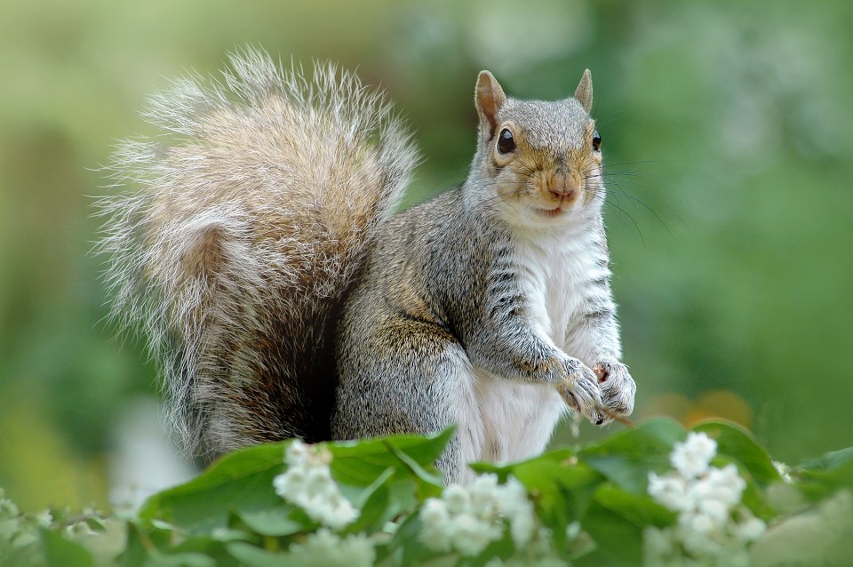 Laura Bamborough shared must-try tips for minimising damage caused by squirrels throughout autumn (stock image)