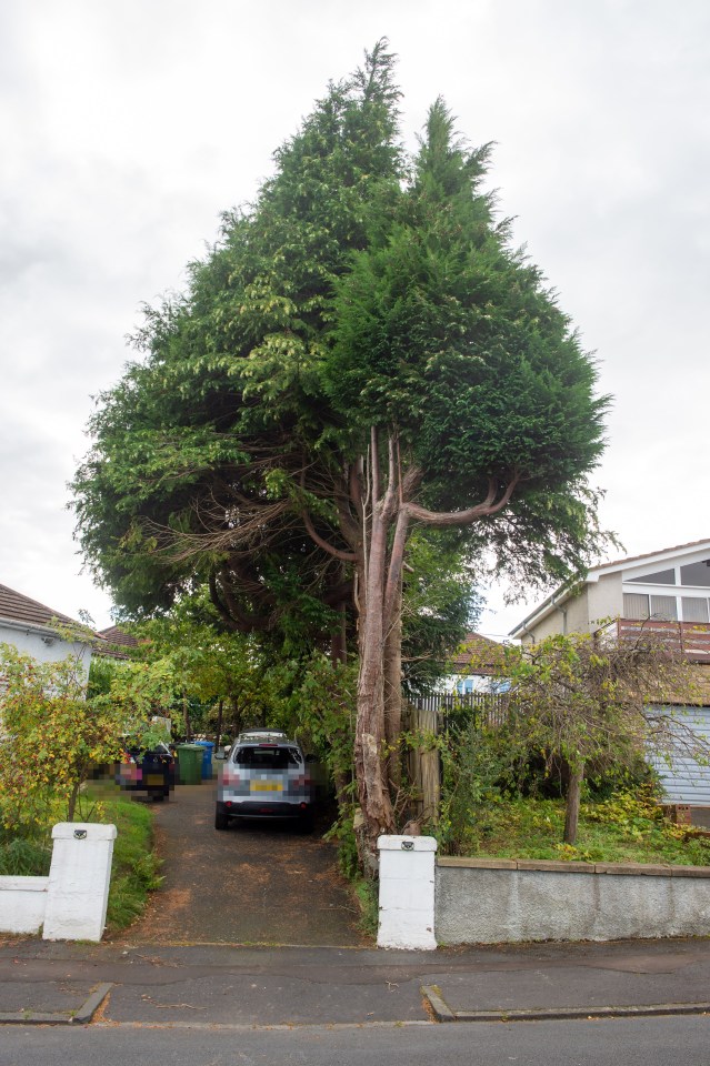 Welsh claims the trees made his life a misery and stopped him from using solar power to reduce his energy bills