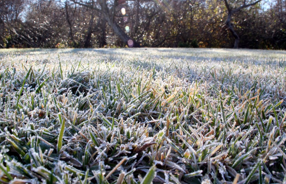 “low angle of frosted grass, intentional flare to emphasize sun on frost”