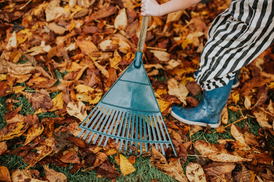 He also advised gardeners to rake up leaves too, to prevent lawn rot