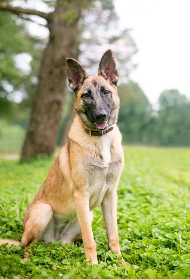 According to Denni, a Belgian Malinois is too "crazy" for her