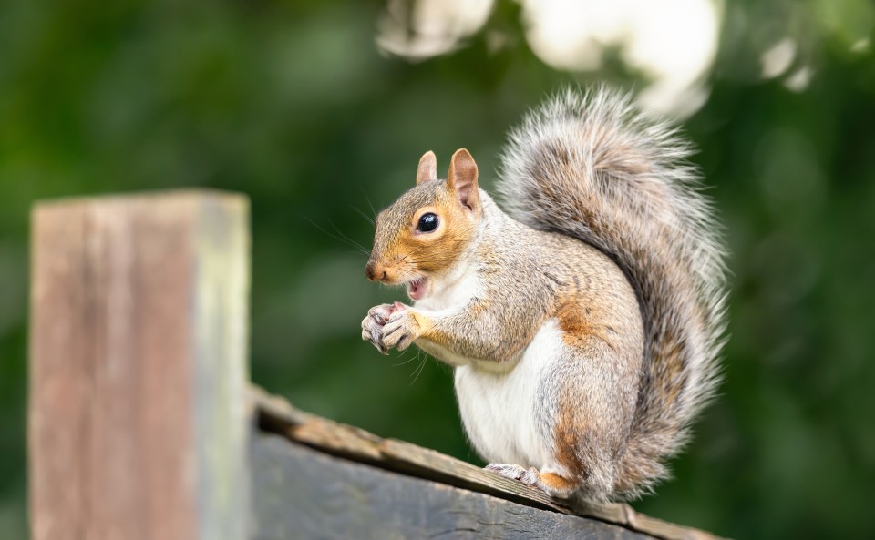 Squirrels love to dig up spring bulbs