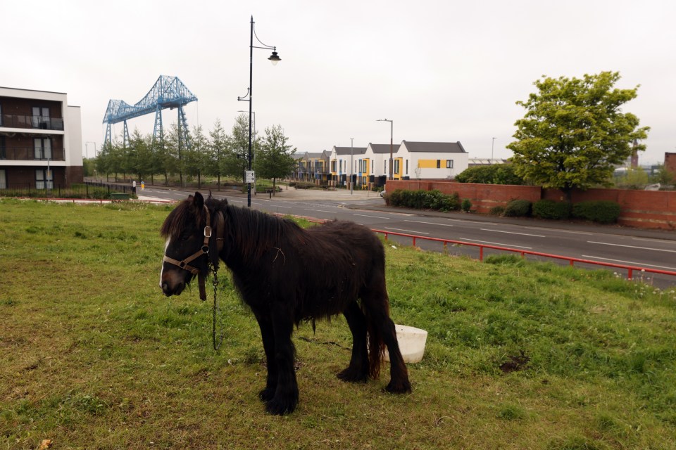 A pony is tethered near the Transporter Bridge