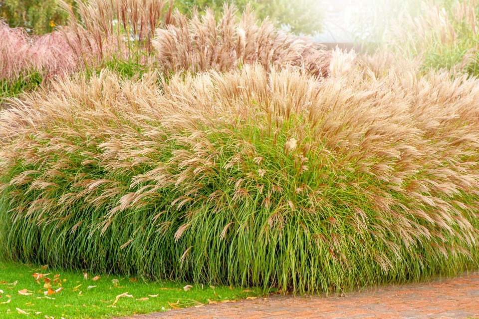 She also swore by Miscanthus grass, which you can nab for just £9.99