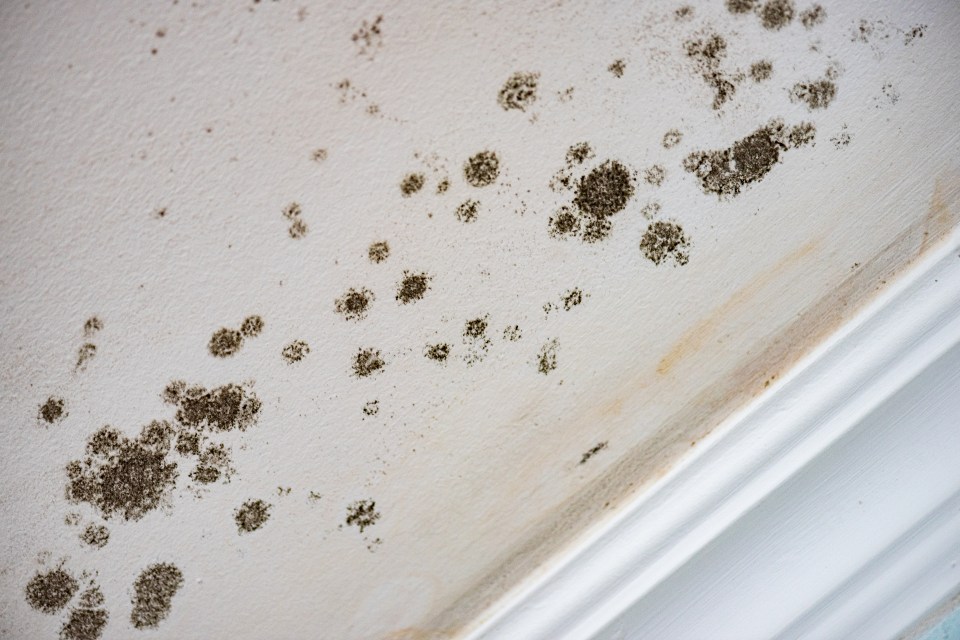 So if you're on a mission to battle mould this winter, you'll need to check this out