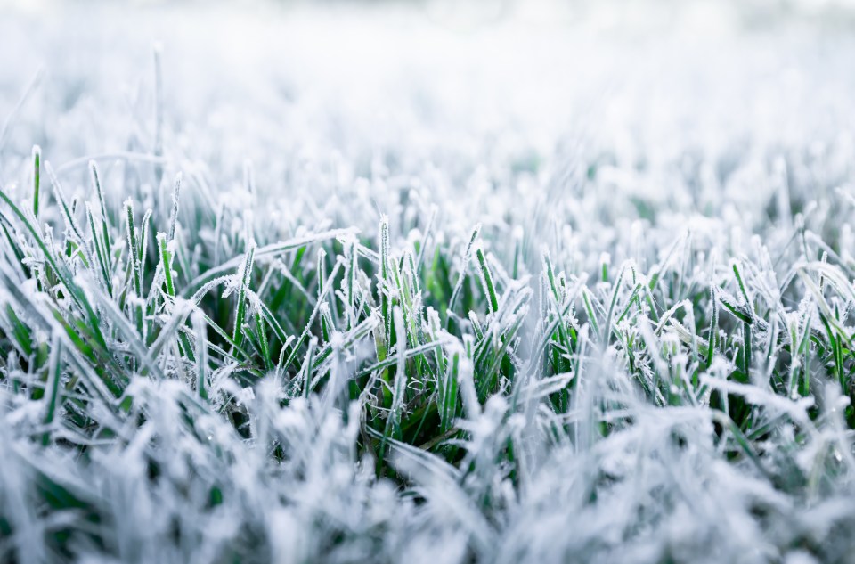 a close up of a field of grass covered in frost