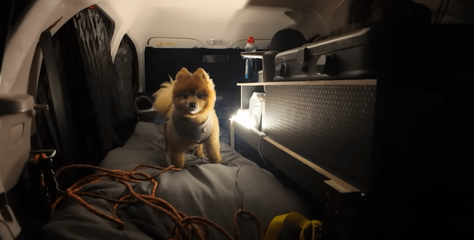 a small dog is sitting on a bed in a car