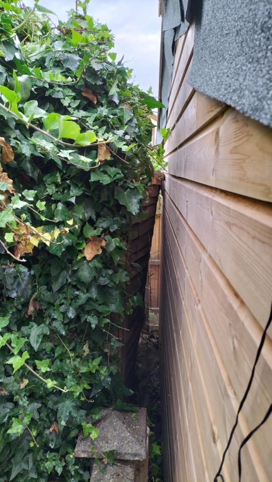 She shared a picture of the ivy growing over her fence and trying to attack her shed