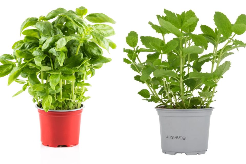 Basil and mint plants can be picked up for as little as a £1 in supermarkets