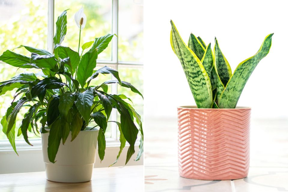 Peace lilies and snake plants are great for absorbing moisture