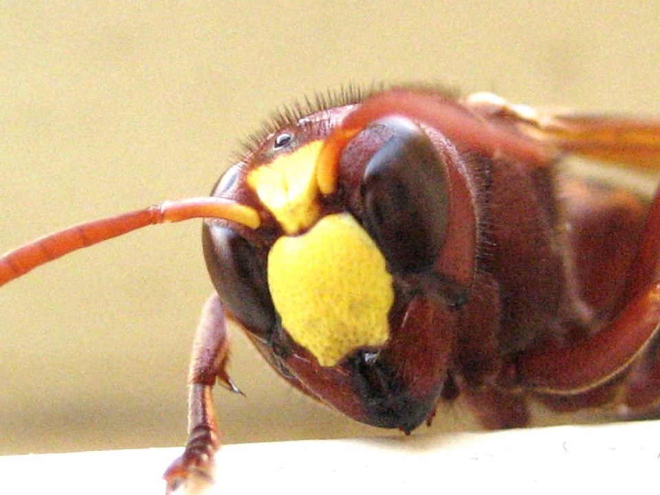 Researchers described the Oriental hornet as "remarkable" for its booze-busting abilities