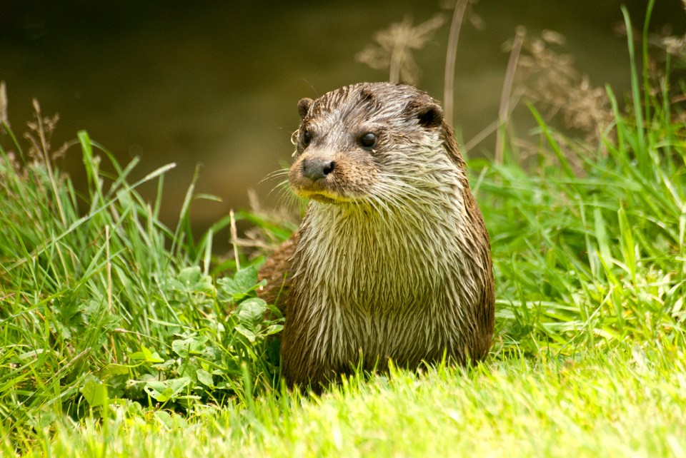 an otter is standing in the grass and looking at the camera