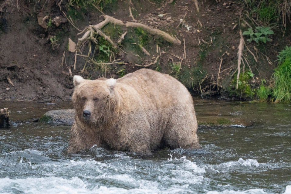 The grizzly bear defeated rival Chunk in a bloody brawl to become the undisputed queen