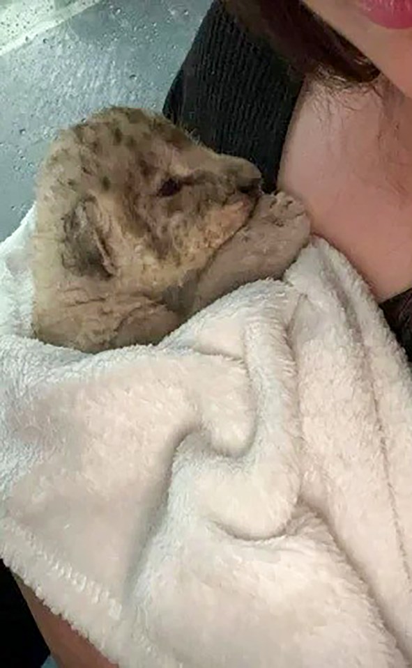 a woman is holding a baby lion cub on her shoulder .