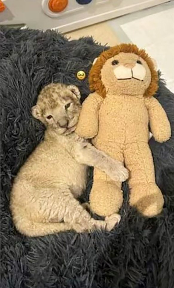 a baby lion is laying next to a stuffed lion .